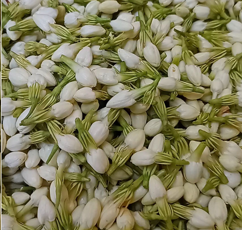 Bunga Melati Segar 